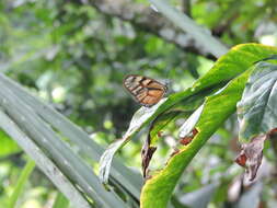 Image of Athesis clearista Doubleday (1847)