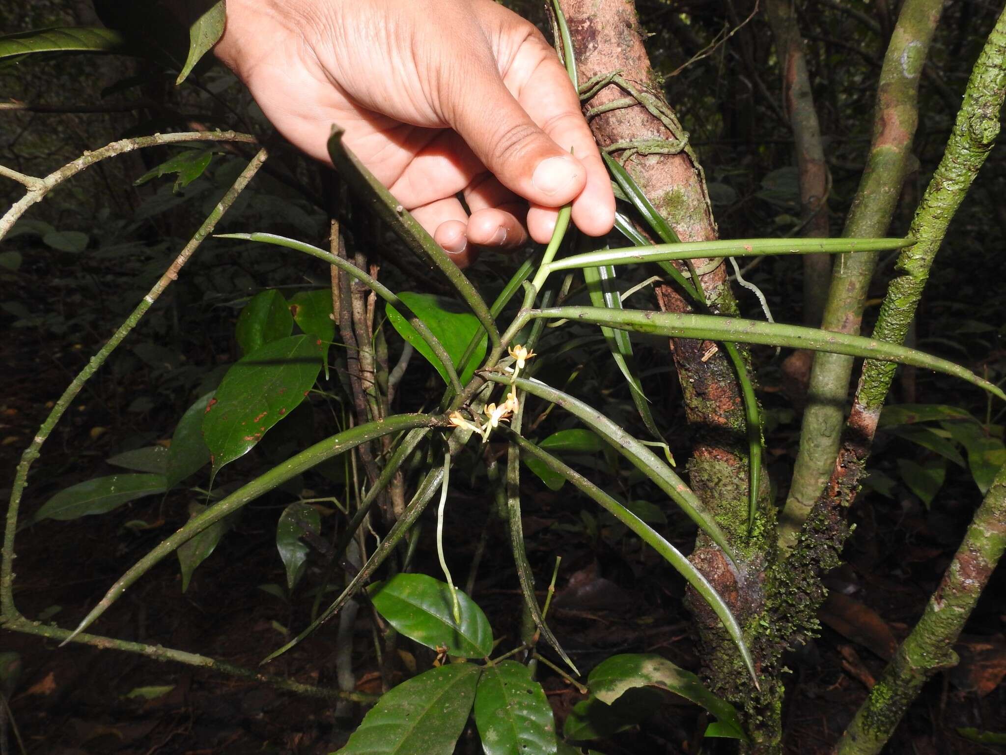 Cleisostoma tenuifolium (L.) Garay的圖片