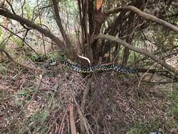 Image of Morelia spilota imbricata (L. A. Smith 1981)