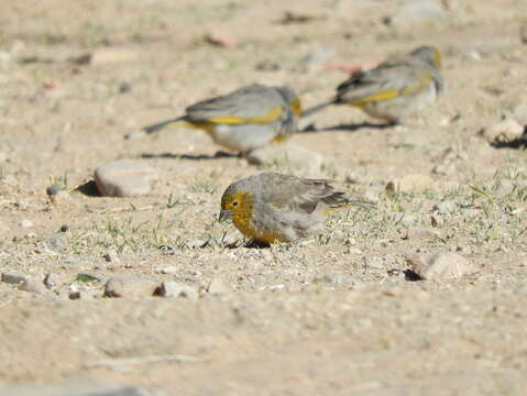 Image of Citron-headed Yellow Finch