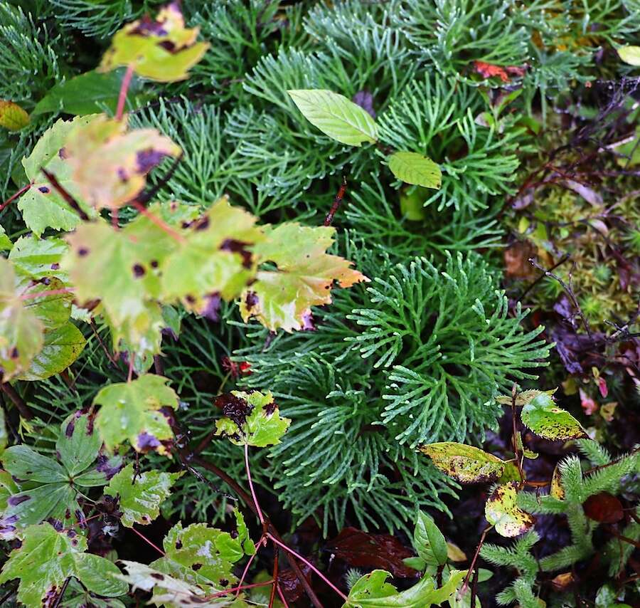 Image of deeproot clubmoss