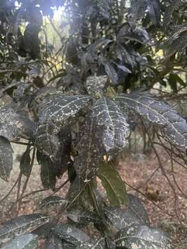 Image of Lemon wood