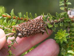 Imagem de Melaleuca densa R. Br.