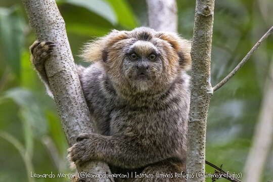 Image of Buffy-headed Marmoset