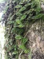 Image of Epidendrum longirepens (C. Schweinf.) C. Schweinf.