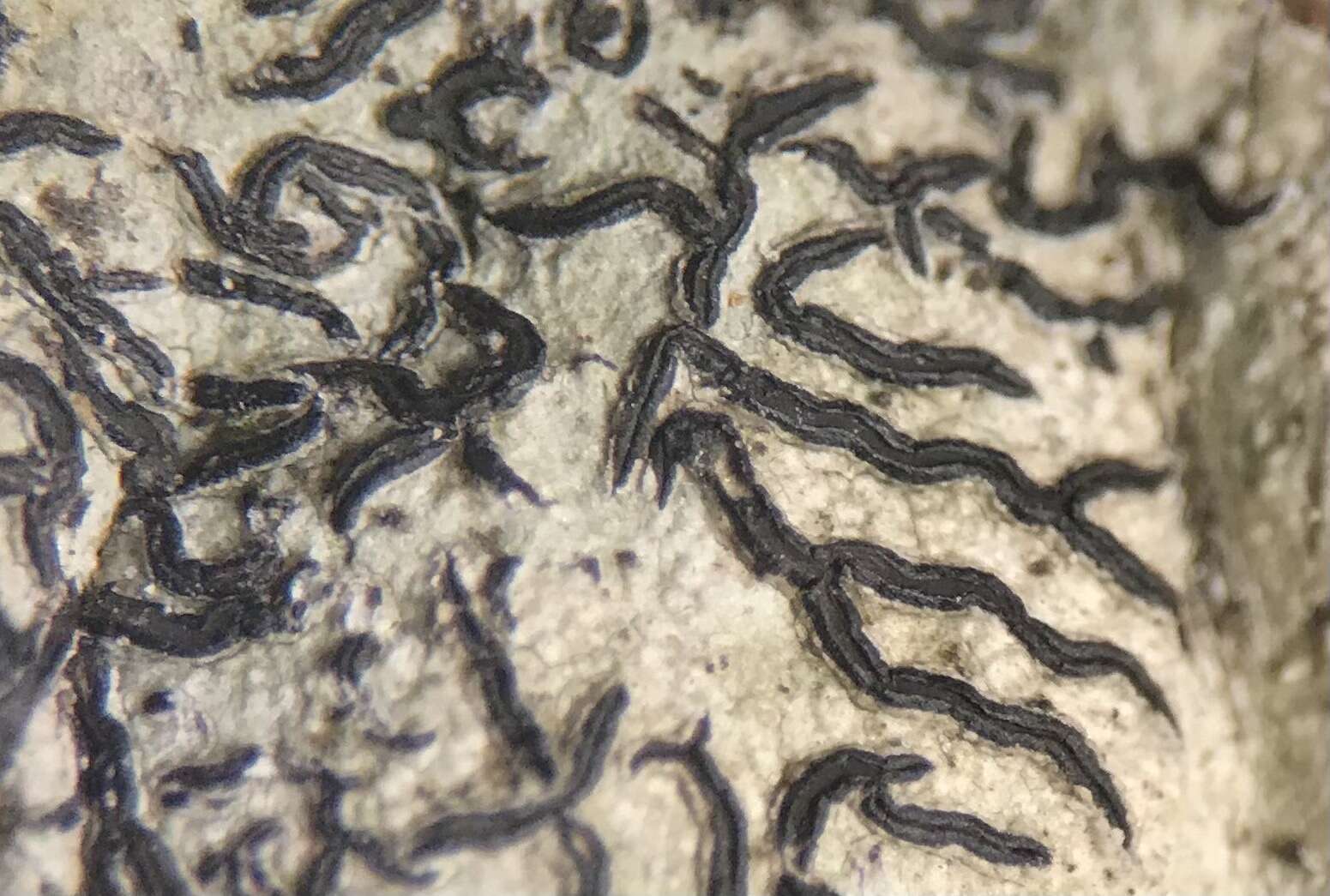 Image of script lichen