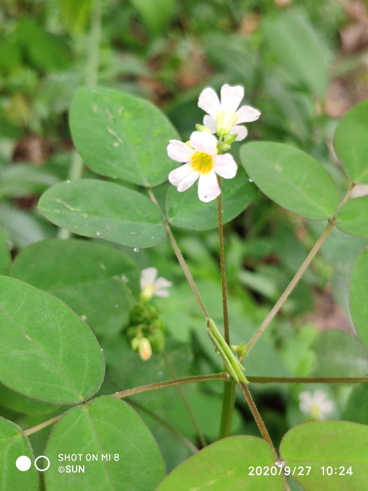 Sivun Oxalis barrelieri L. kuva