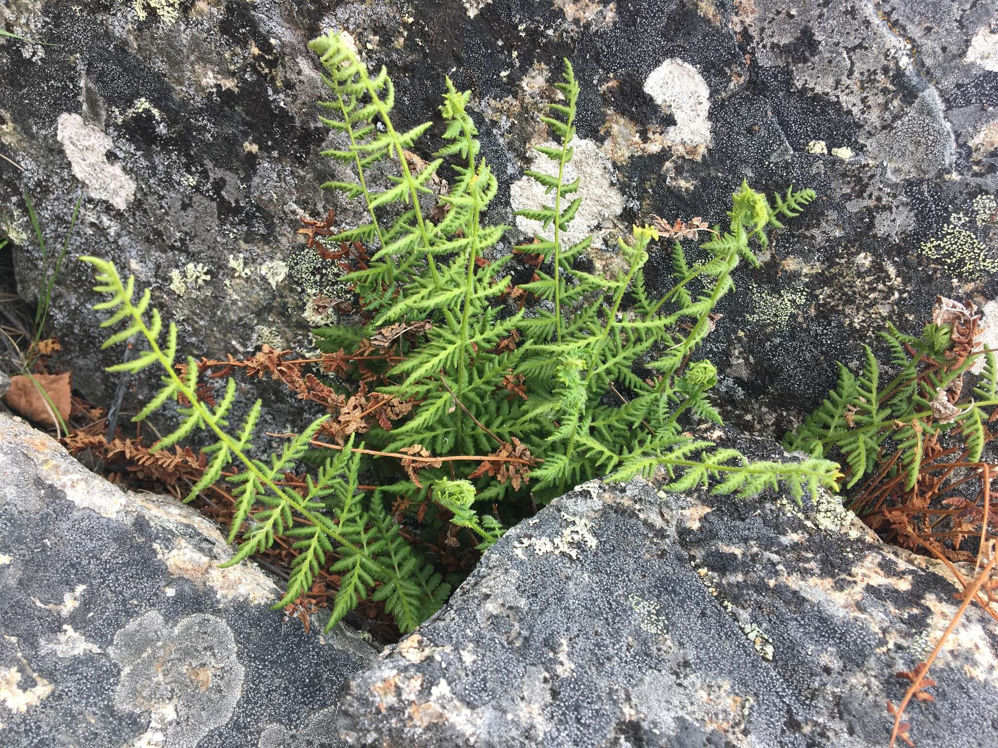 Image of Rocky Mountain woodsia