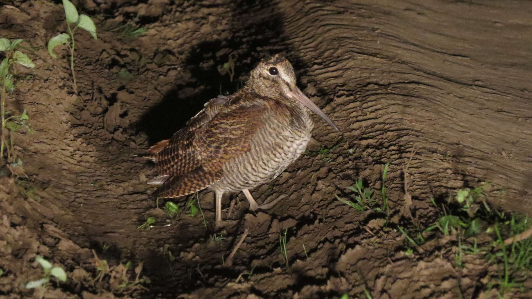 Image of Woodcock