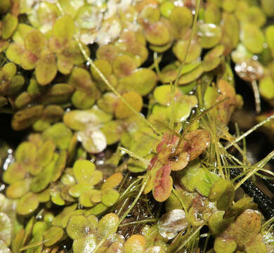 Image of Lemna japonica Landolt