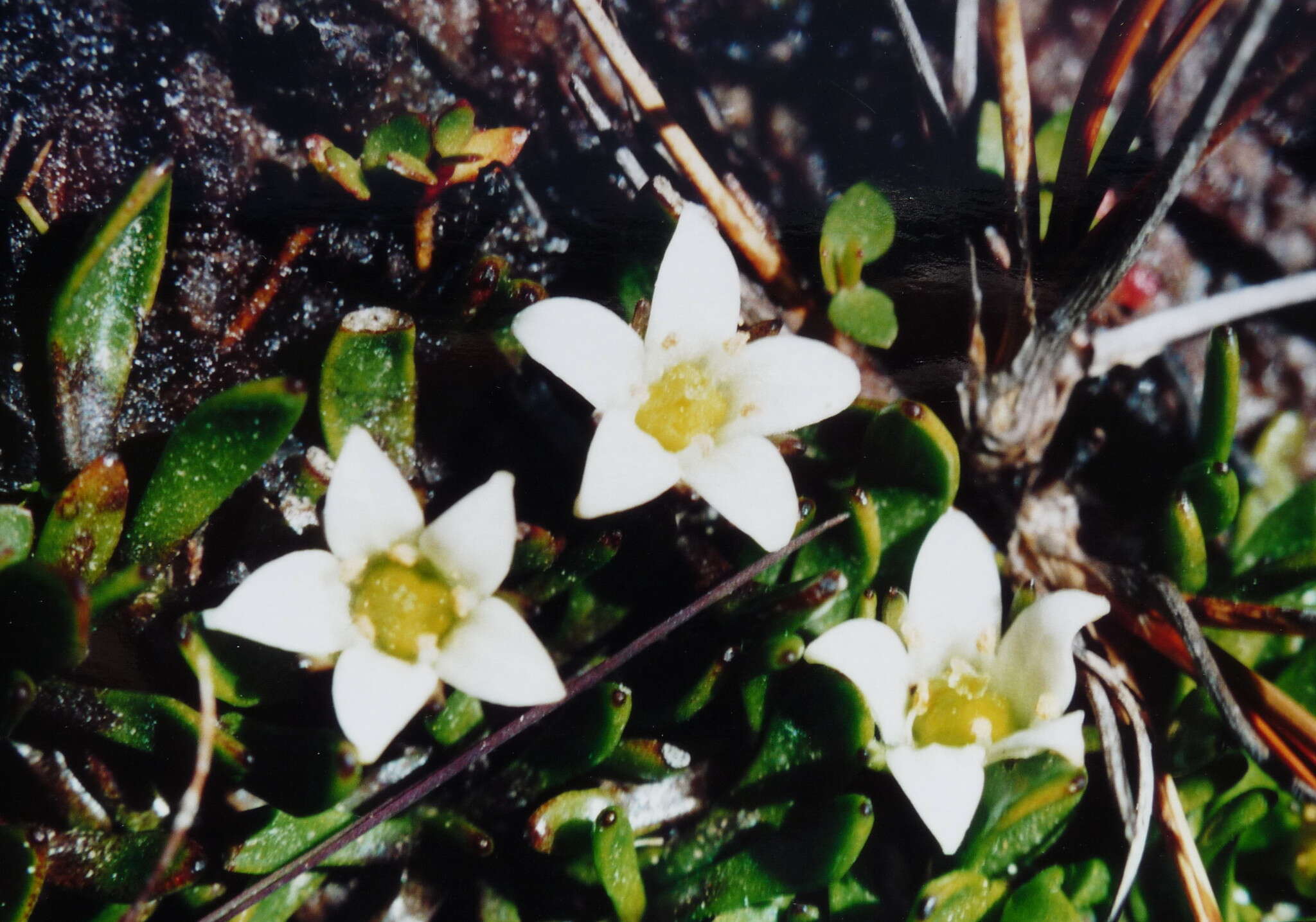Image of Liparophyllum gunnii Hook. fil.