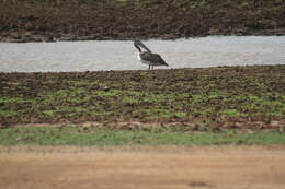 صورة Pelecanus philippensis Gmelin & JF 1789