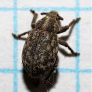 Image of Romualdius scaber (Linnaeus 1758)