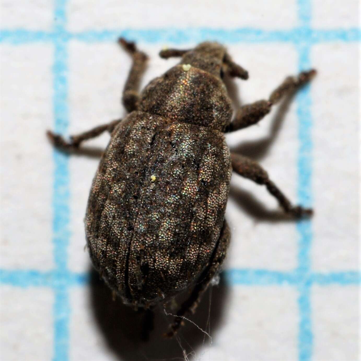 Слика од Romualdius scaber (Linnaeus 1758)