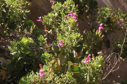 Image of Ruellia floribunda Hook.