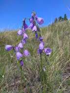 Image of Adenophora gmelinii subsp. gmelinii