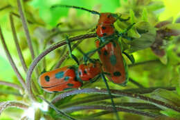 Image of Red Milkweed Beetle