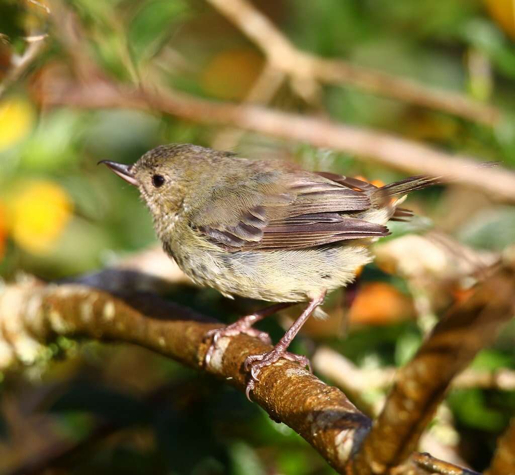 Image of Slaty Flower-piercer