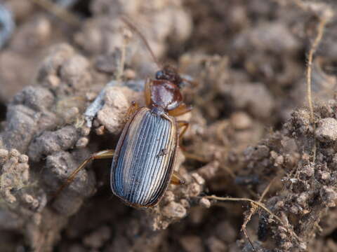 Image of Cymindis (Cymindis) lineola L. Dufour 1820