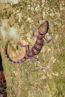 Image of Cyrtodactylus lekaguli Grismer, Wood Jr, Quah, Anuar, Muin, Sumontha, Ahmad, Bauer, Wangkulangkul, Grismer & Pauwels 2012