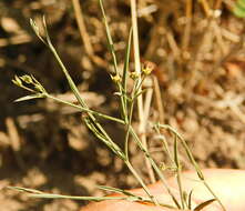 Image of Bupleurum marschallianum C. A. Mey.