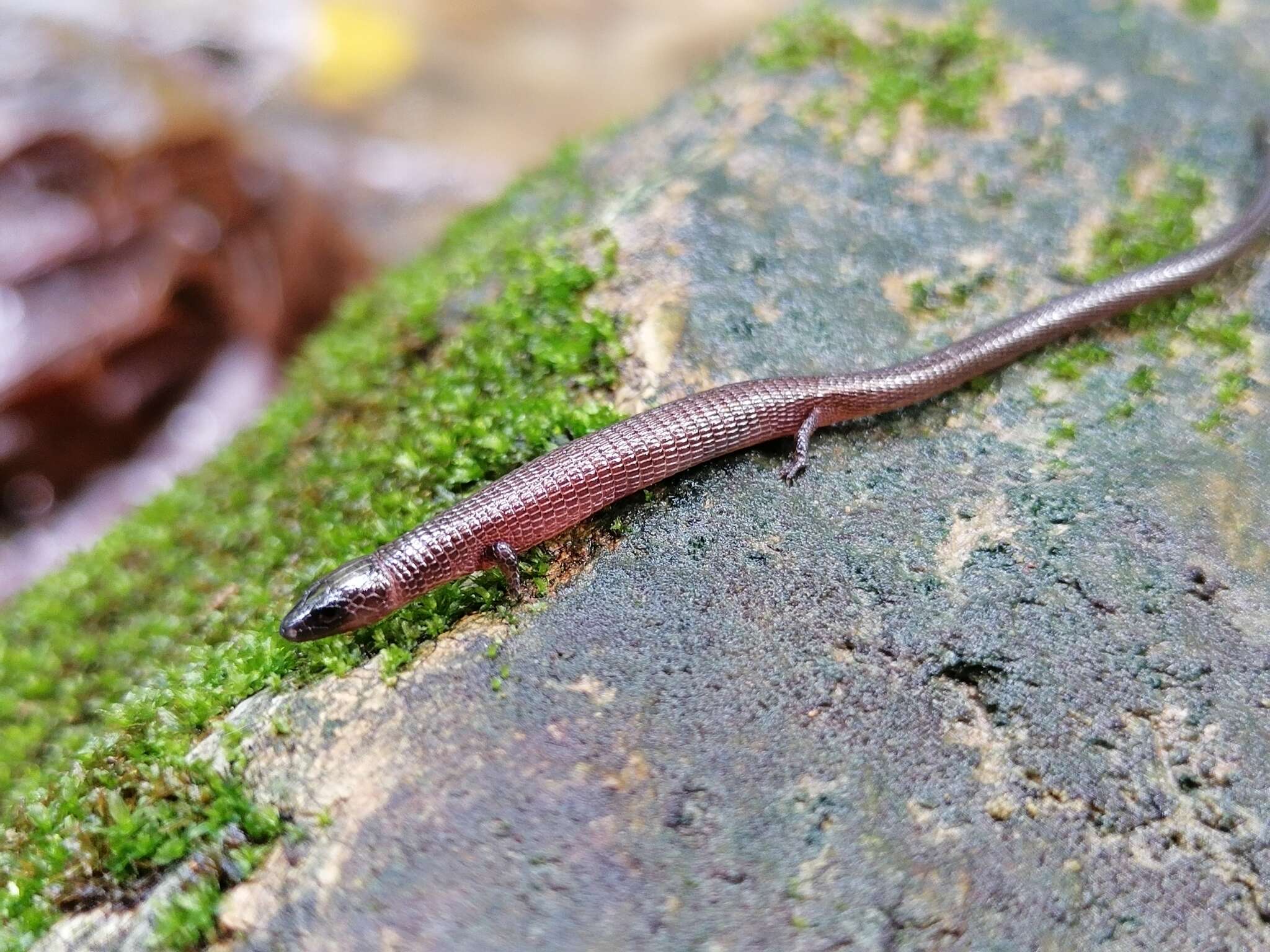 Image of Bachia trinitatis (Barbour 1914)