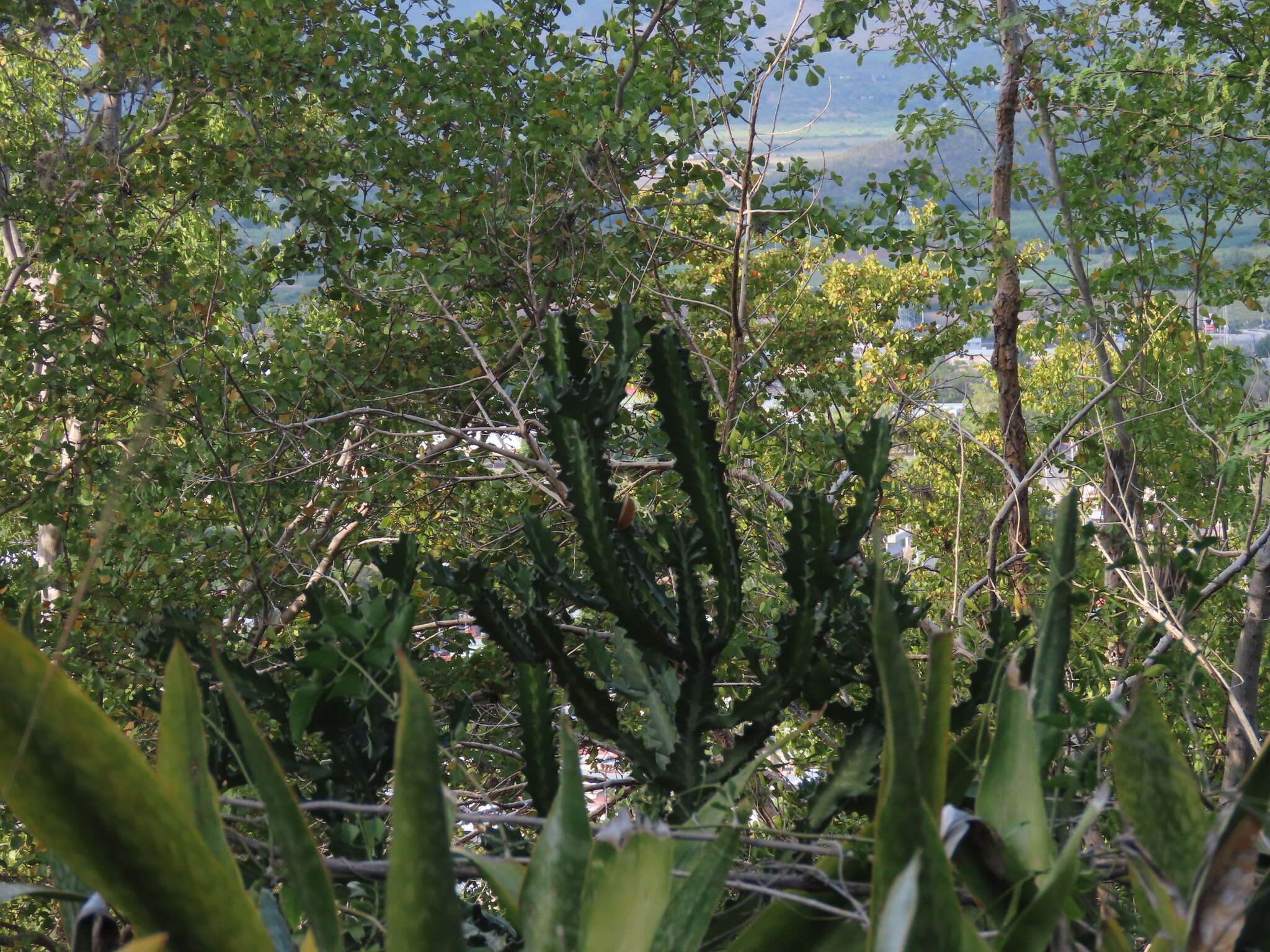 Euphorbia lactea Haw. resmi