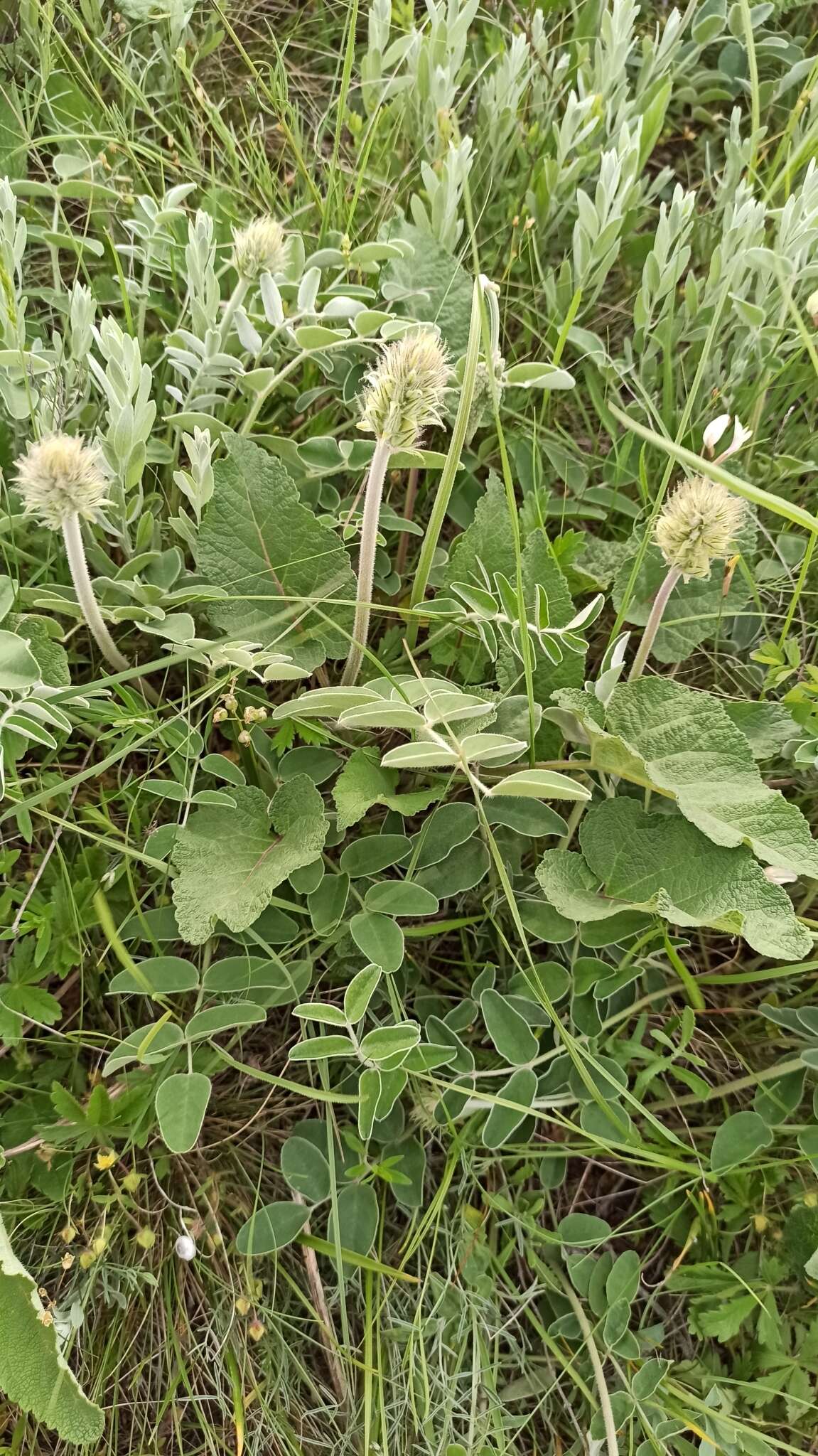 Plancia ëd Hedysarum grandiflorum subsp. bulgaricum Kozuharov