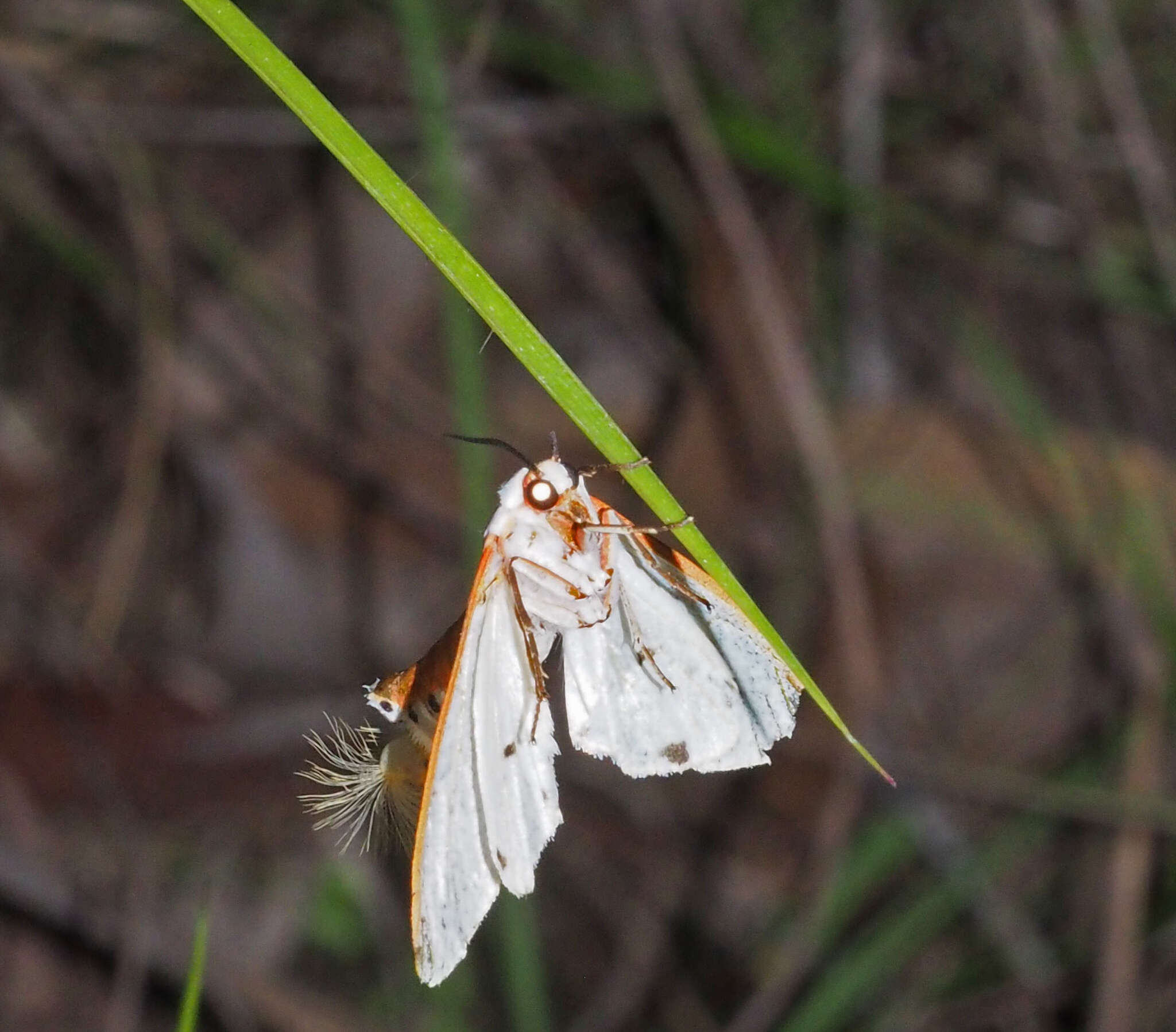 Image of Aloa marginata (Donovan 1805)