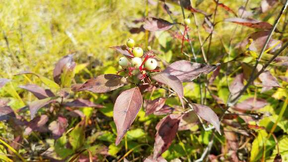 Image of Gray Dogwood