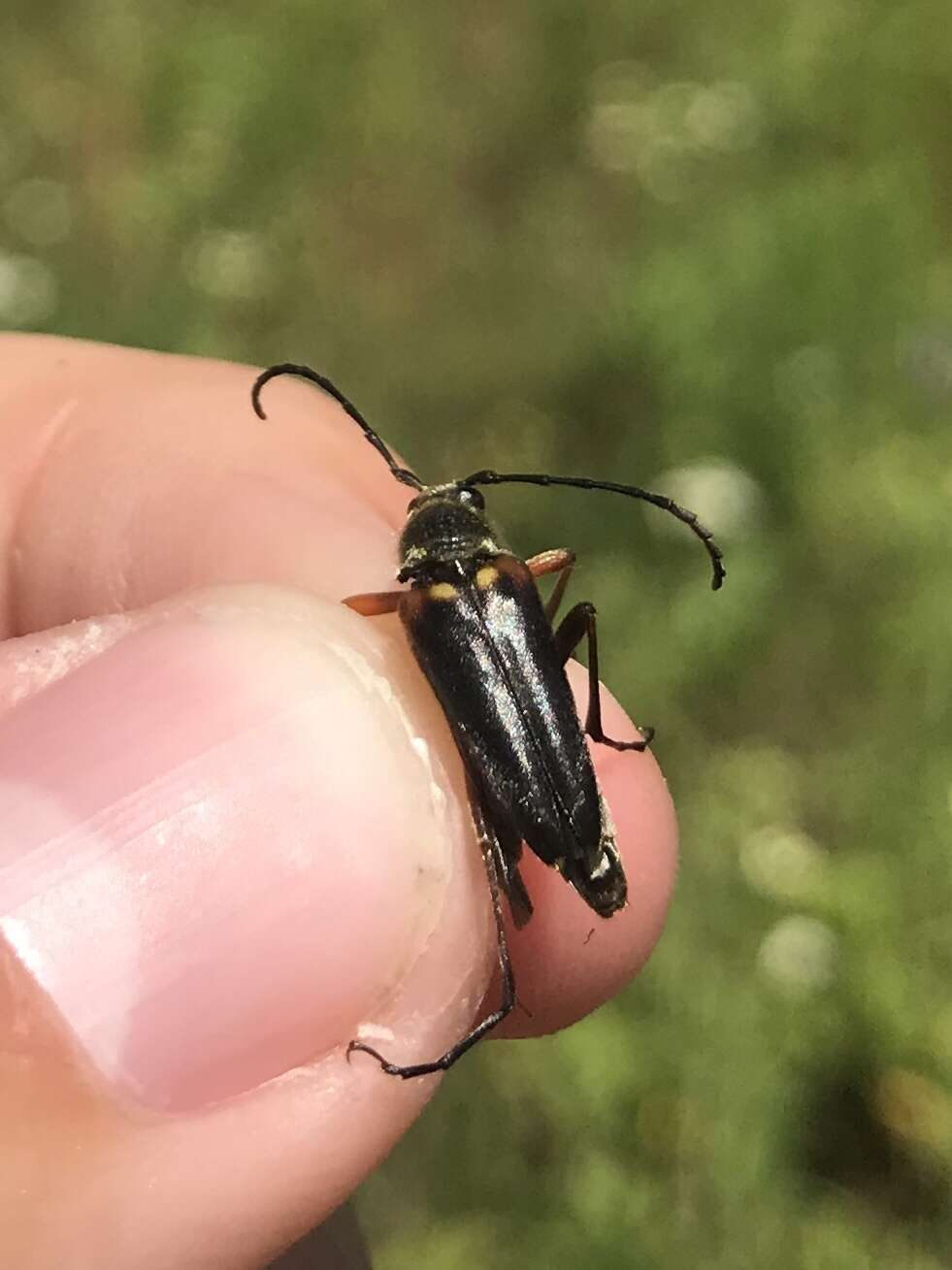 Image of Longhorn beetle