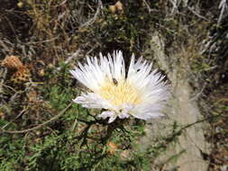 Image of Plectocephalus chilensis G. Don ex Loud.