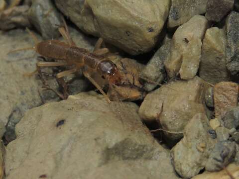 Image of Grylloblatta campodeiformis campodeiformis Walker 1914