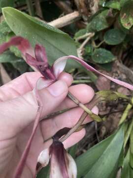 Image of Maxillaria longissima Lindl.