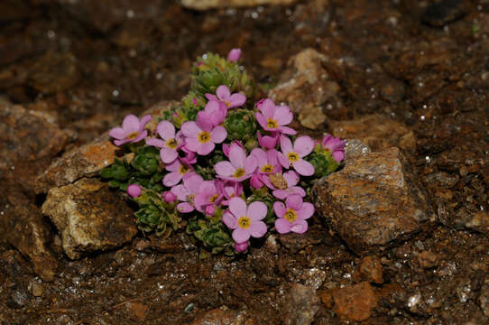 Image of Androsace alpina (L.) Lam.