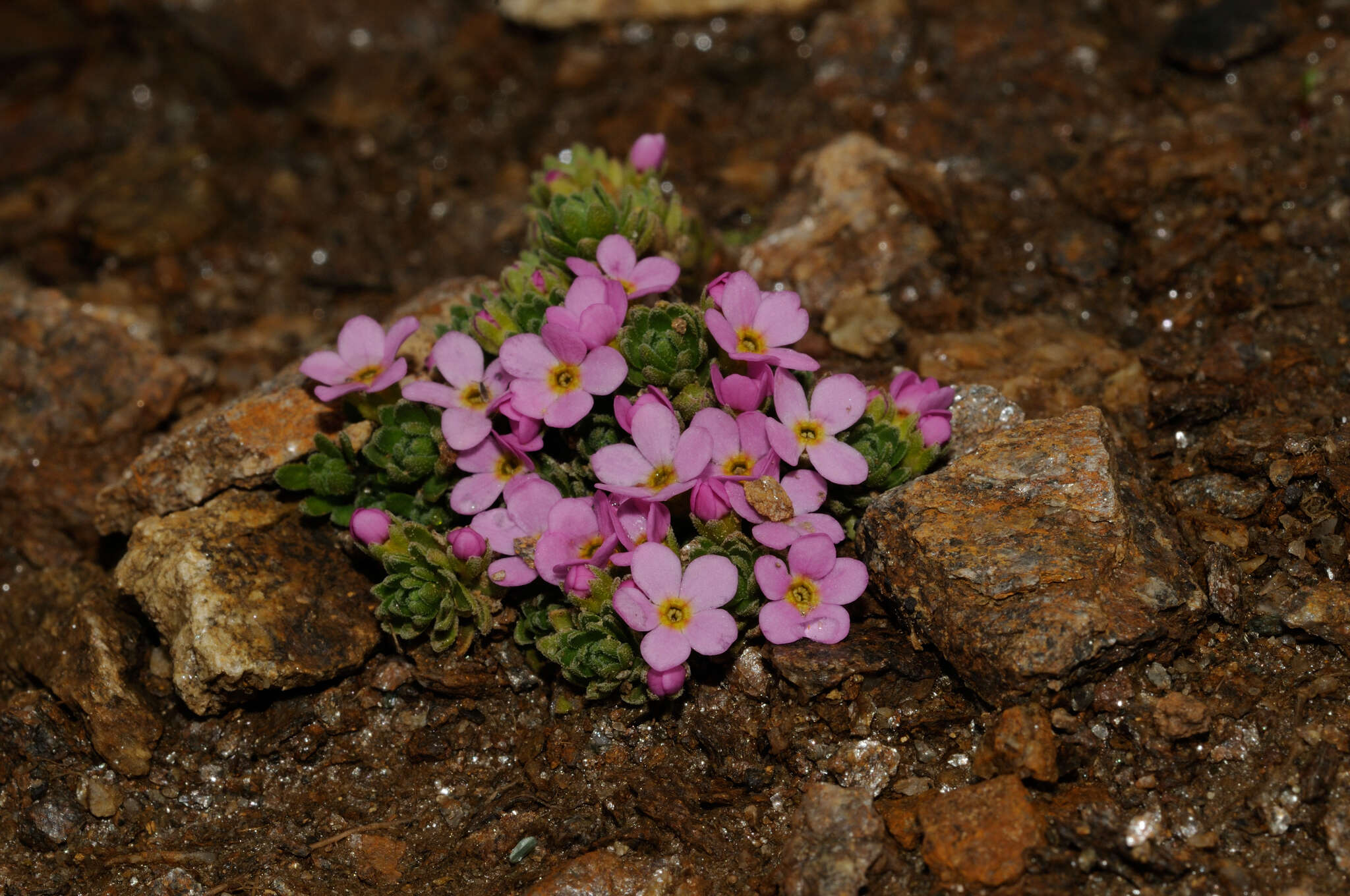 Image of Androsace alpina (L.) Lam.