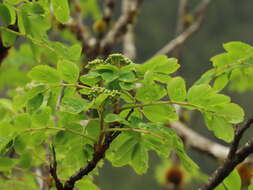 Image of western mountain ash