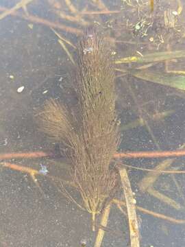 Image of Spineless Hornwort