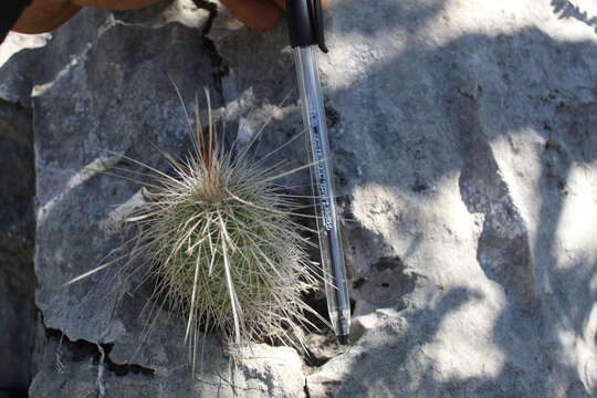 Image of Echinocereus longisetus (Engelm.) Rümpler