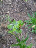 Image of Scarlet lily beetle