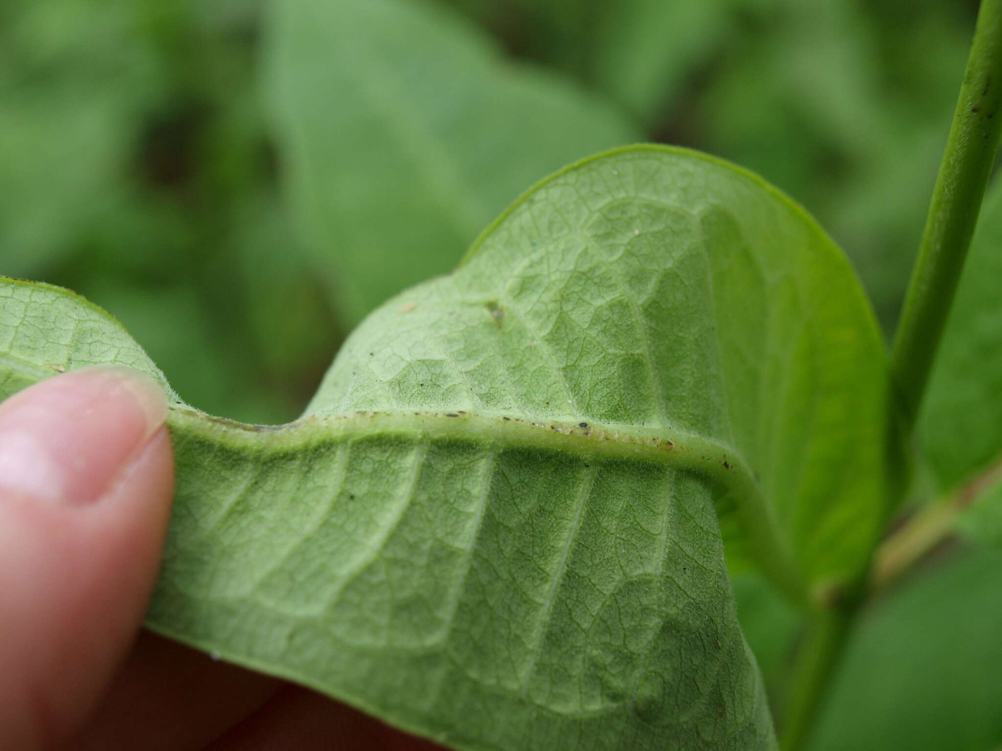 Image of purple milkweed