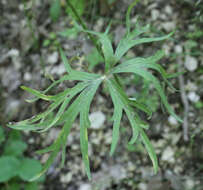 Delphinium macropogon Prokh.的圖片