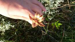 Imagem de Gladiolus maculatus Sweet