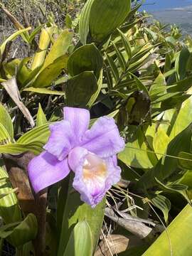 Image of Sobralia warszewiczii Rchb. fil.