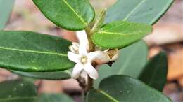 صورة Leichhardtia suaveolens (R. Br.) P. I. Forst.