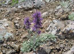 Image of silky phacelia