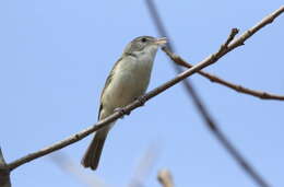 Image of Least Bell's vireo