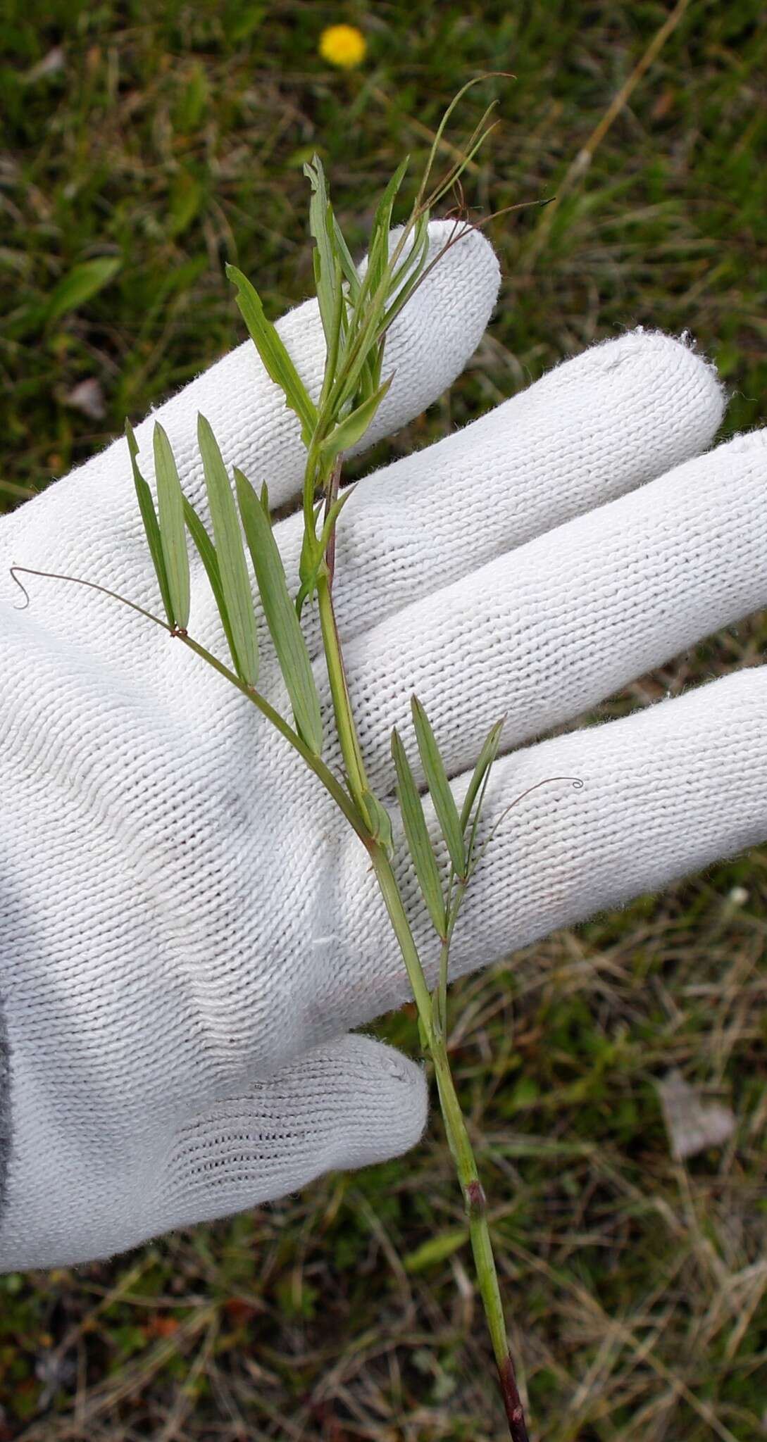 Слика од Lathyrus palustris subsp. pilosus (Cham.) Hulten