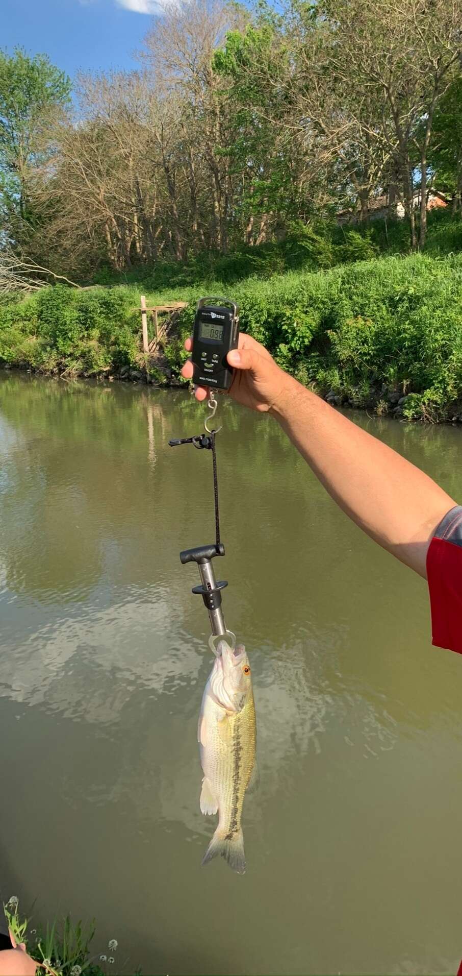 Image of Spotted bass