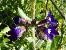 Anchusa hybrida Ten.的圖片